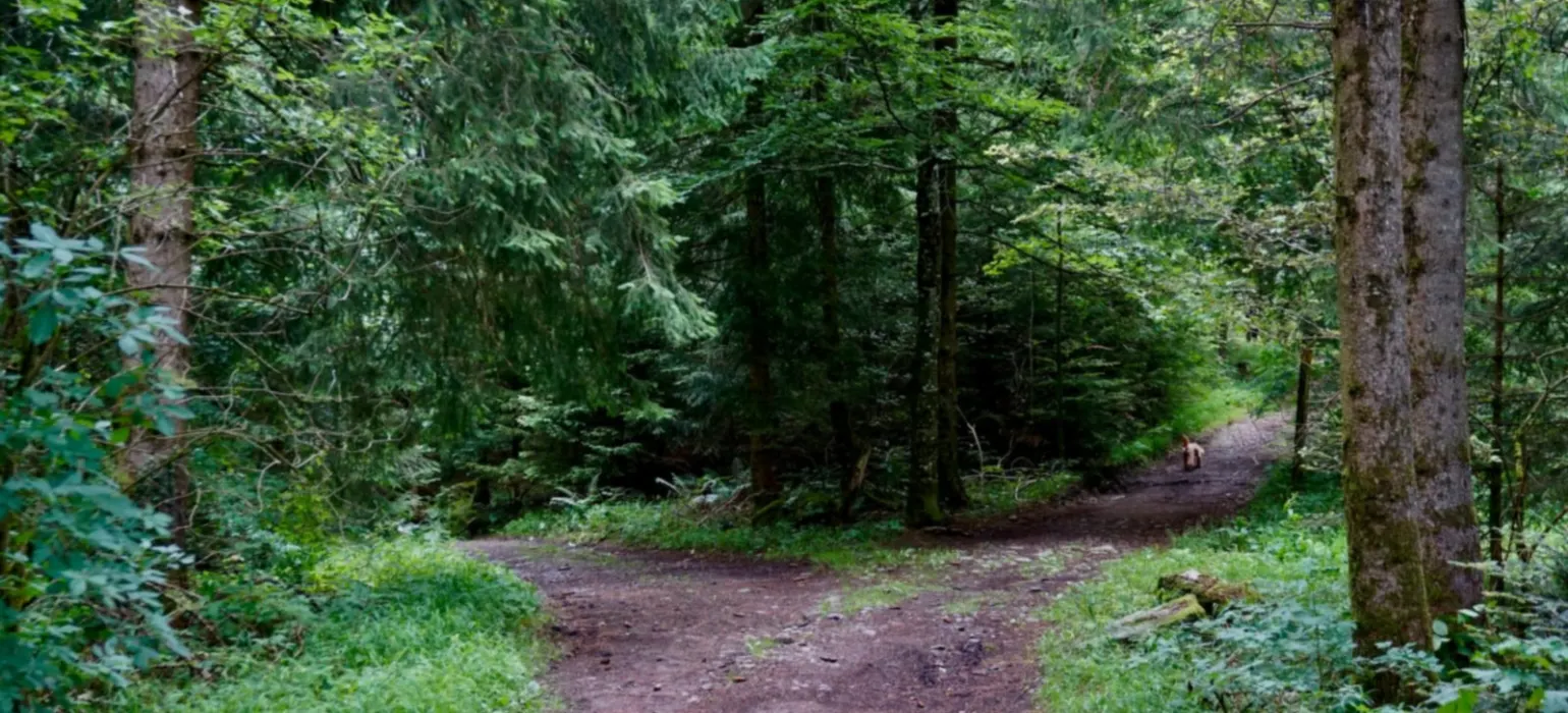 A woodland path splitting into two directions