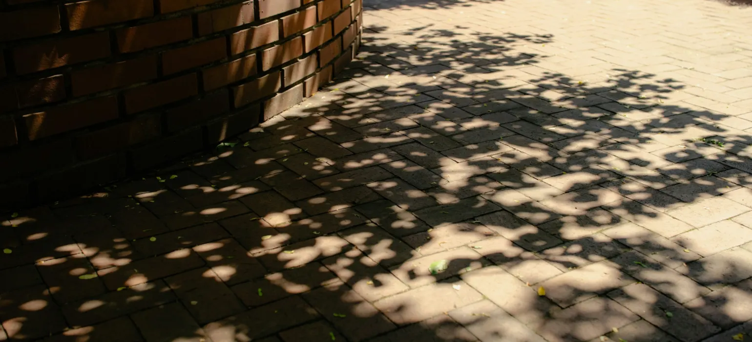 Tree shadows on curved brick wall and paved walkway