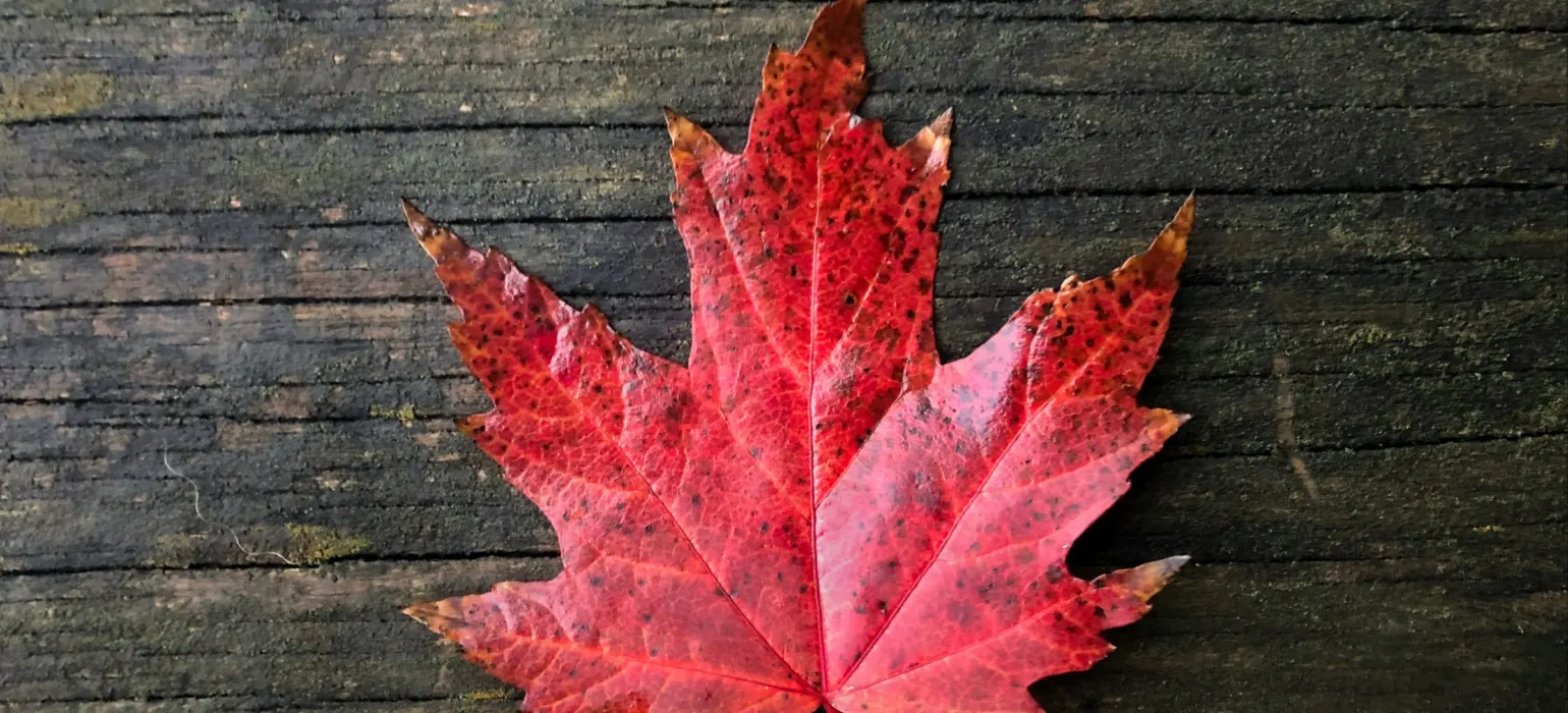 A red maple leaf laying on a wooden surface