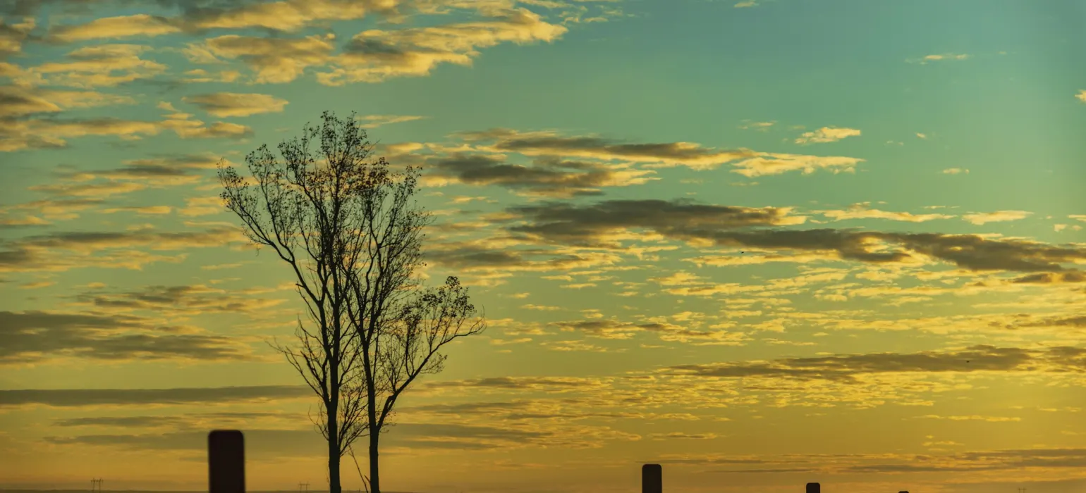 Bare trees on a road at sunset with colorful sky