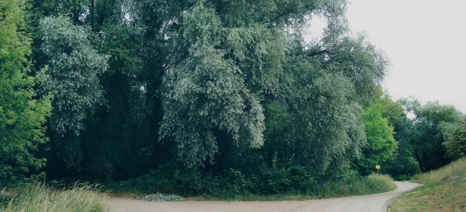 A dirt path splitting in two directions near trees
