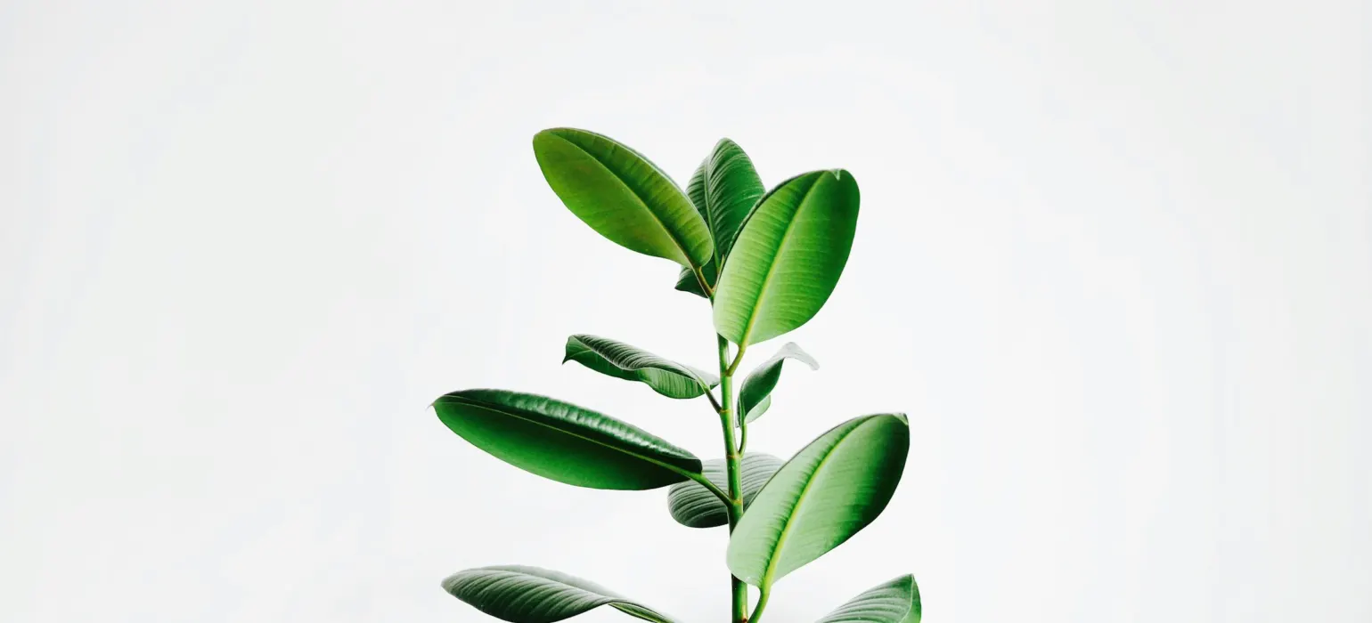 Green leaf plant