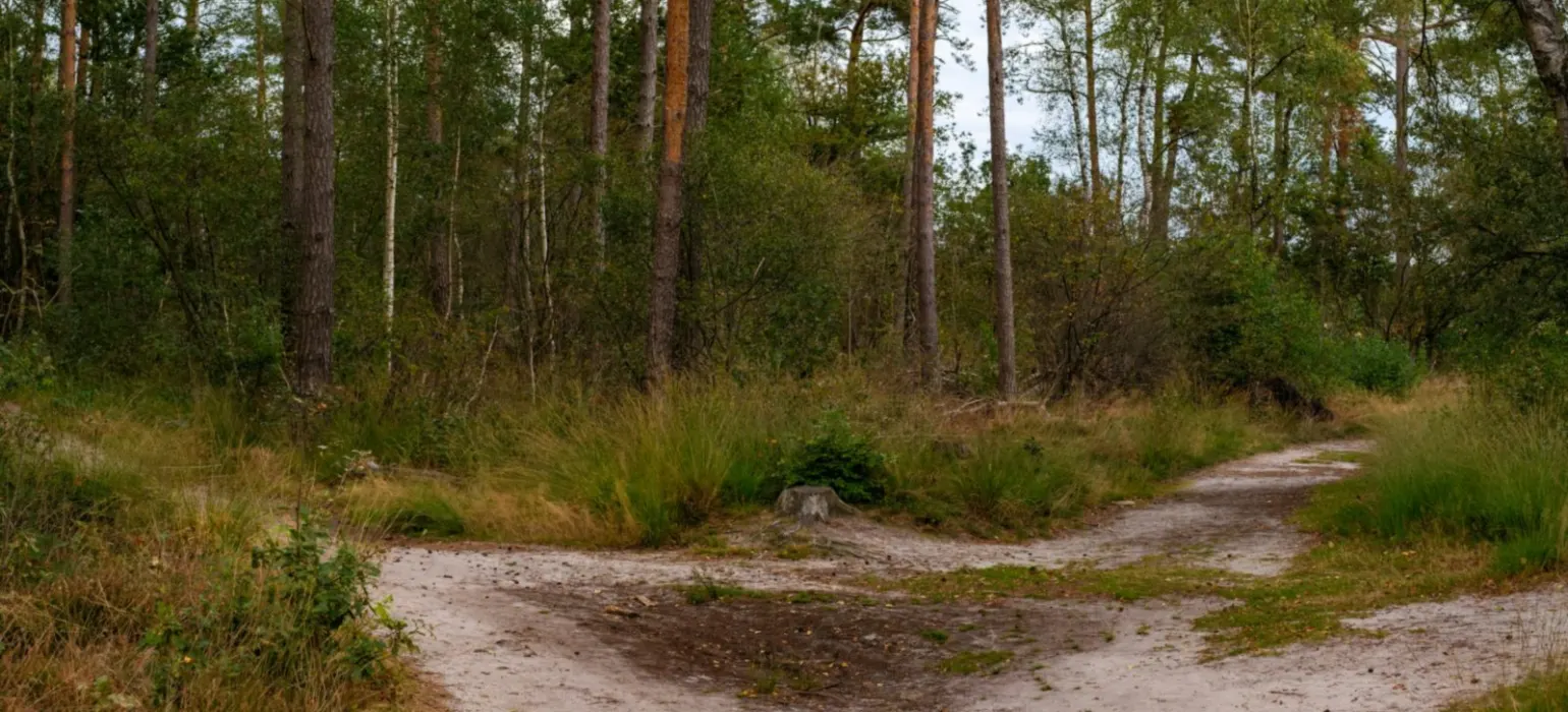 A dirt road in the middle of a forest
