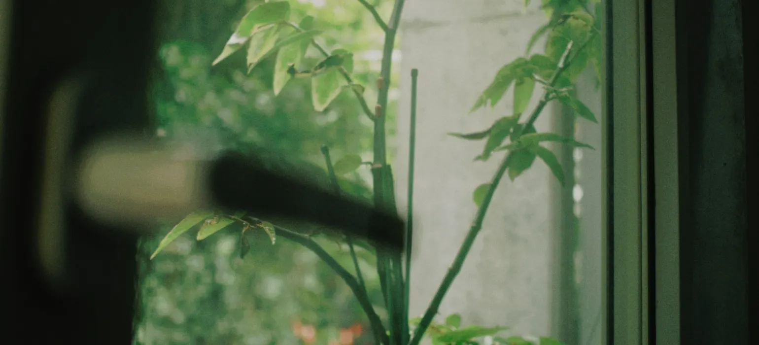 A green plant by a window in soft light