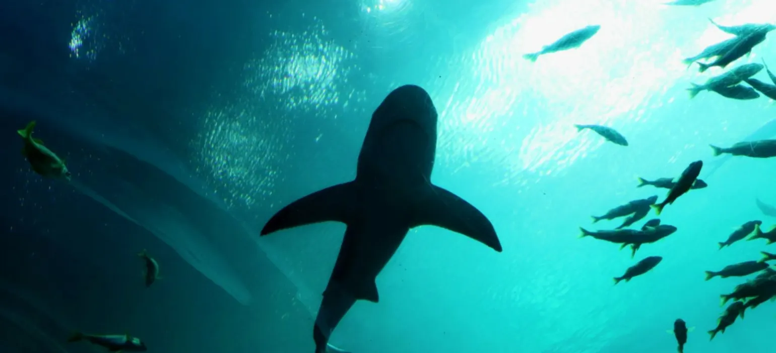 Shark swimming beneath the ocean surface with schools of fish